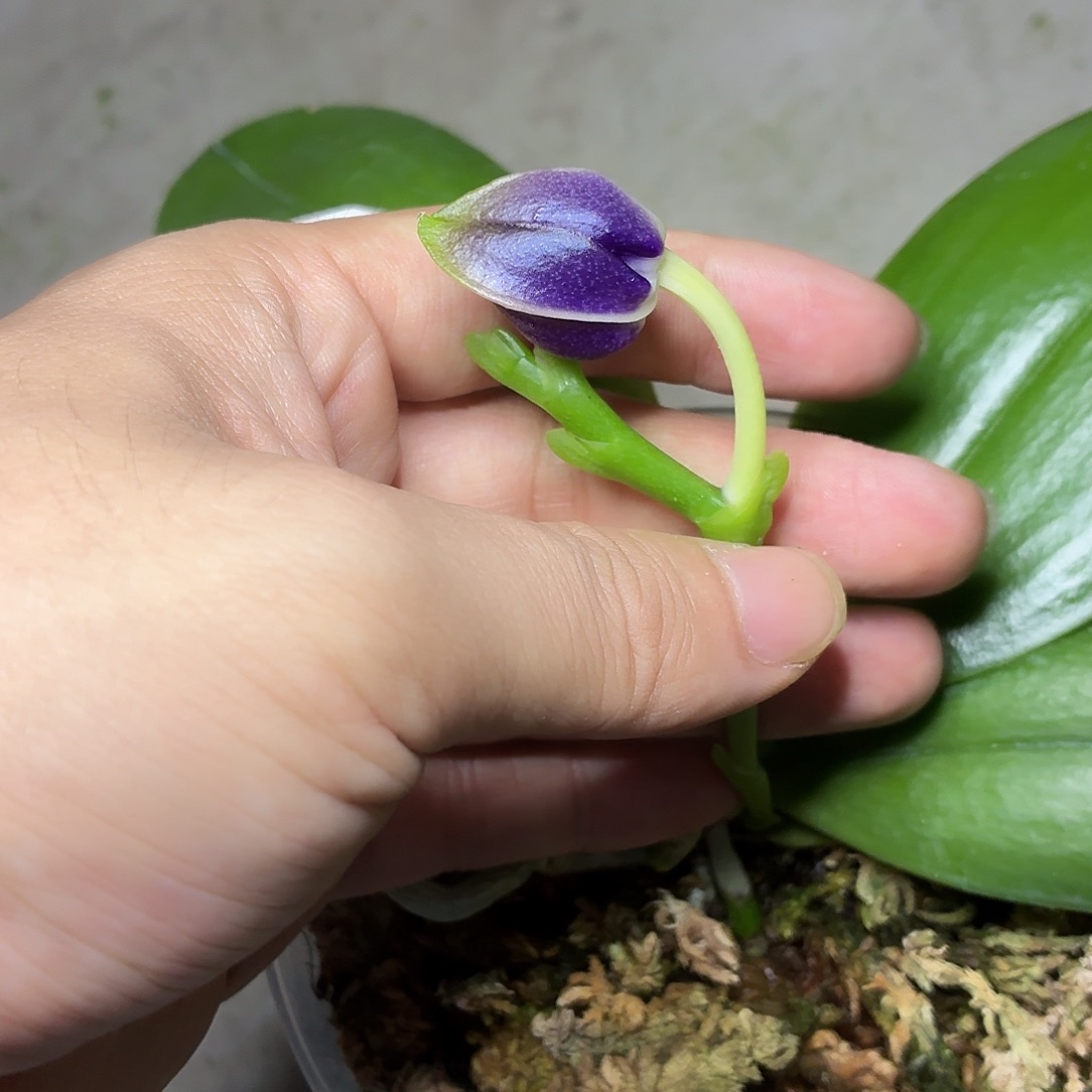 当前无花朵，栽培后可花朵A852诺曼蓝珍花苞株