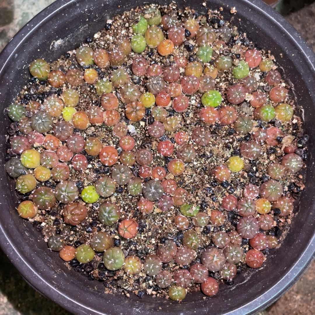 实生兜锦/盆仙人球开花