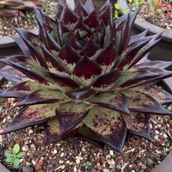 墨系大母本1111111