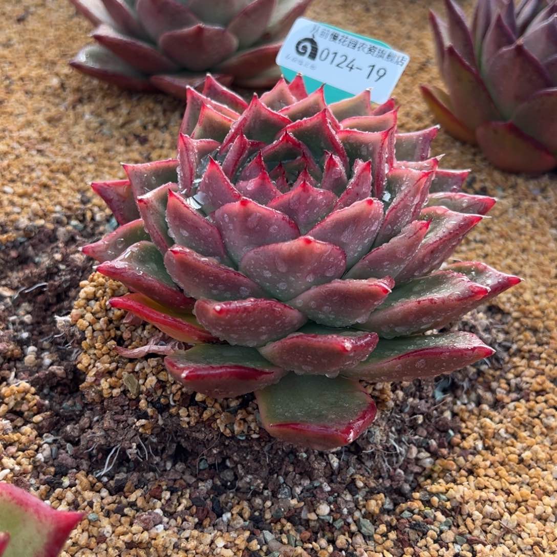 从前慢多肉精选编号0124.19