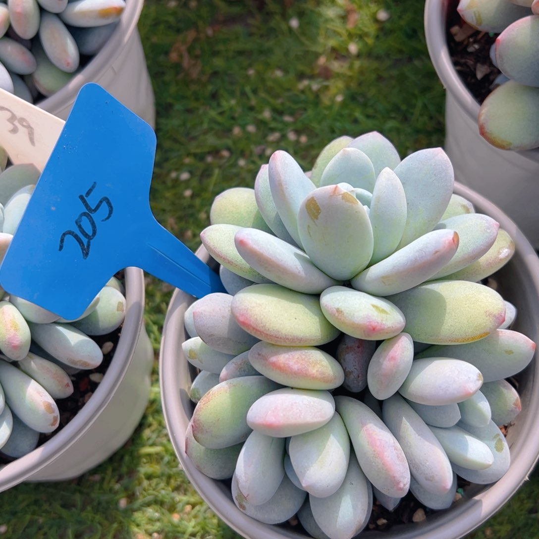 香玉的故事是一个人的