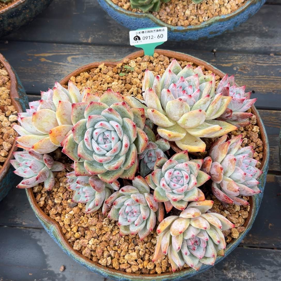 多肉一物一拍0912-60