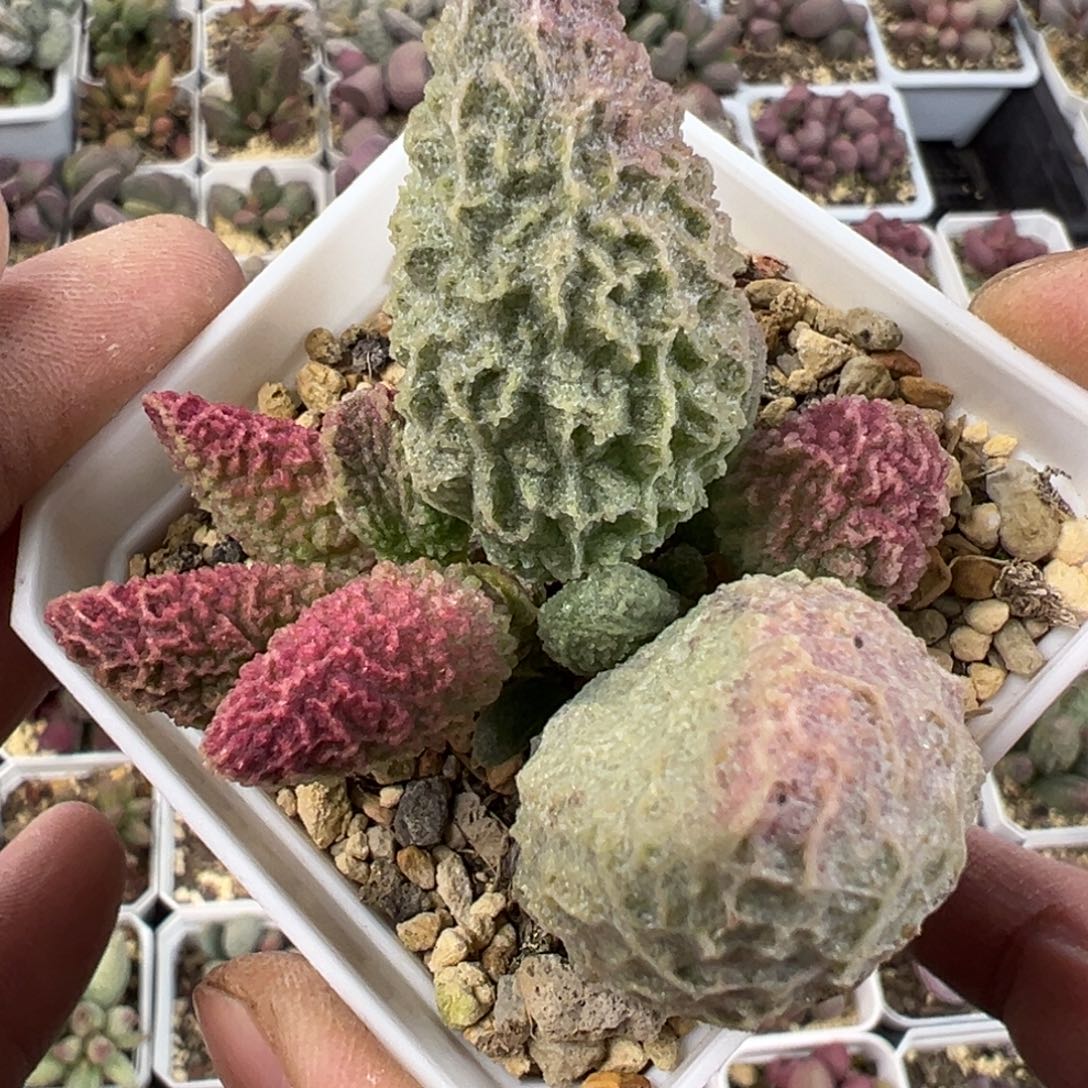 苍龙水泡多肉植物水泡