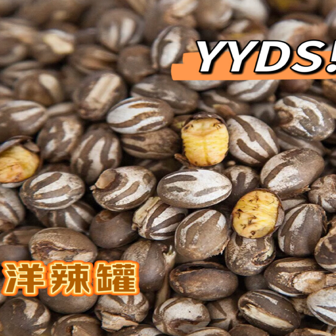 洋辣子坦克虫高蛋白美食洋辣子顺丰