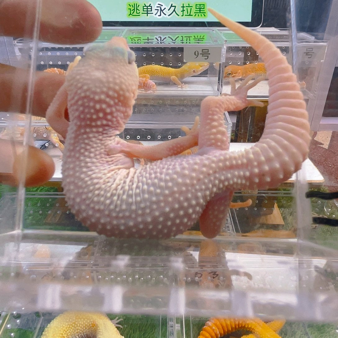 豹纹守宫豹纹守宫苗子成体亚成苗子