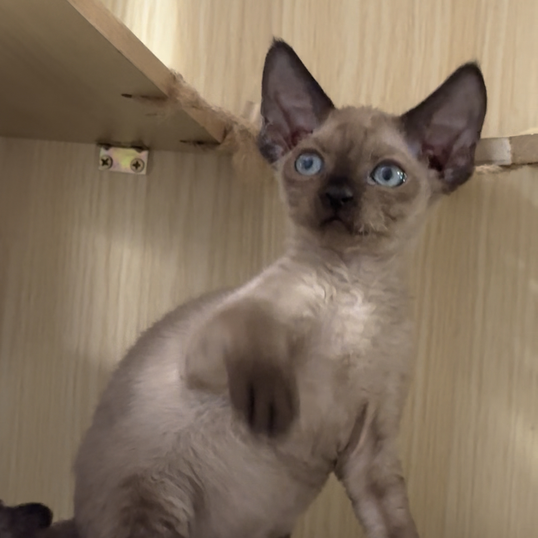 重点色德文弟弟德文卷毛猫活体猫幼崽
