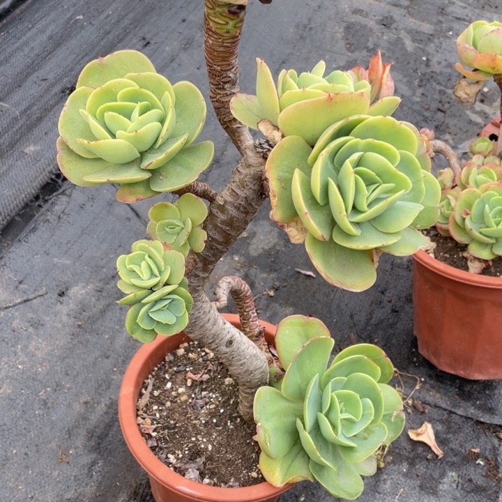 .****?257号号鸡蛋碧桃多肉