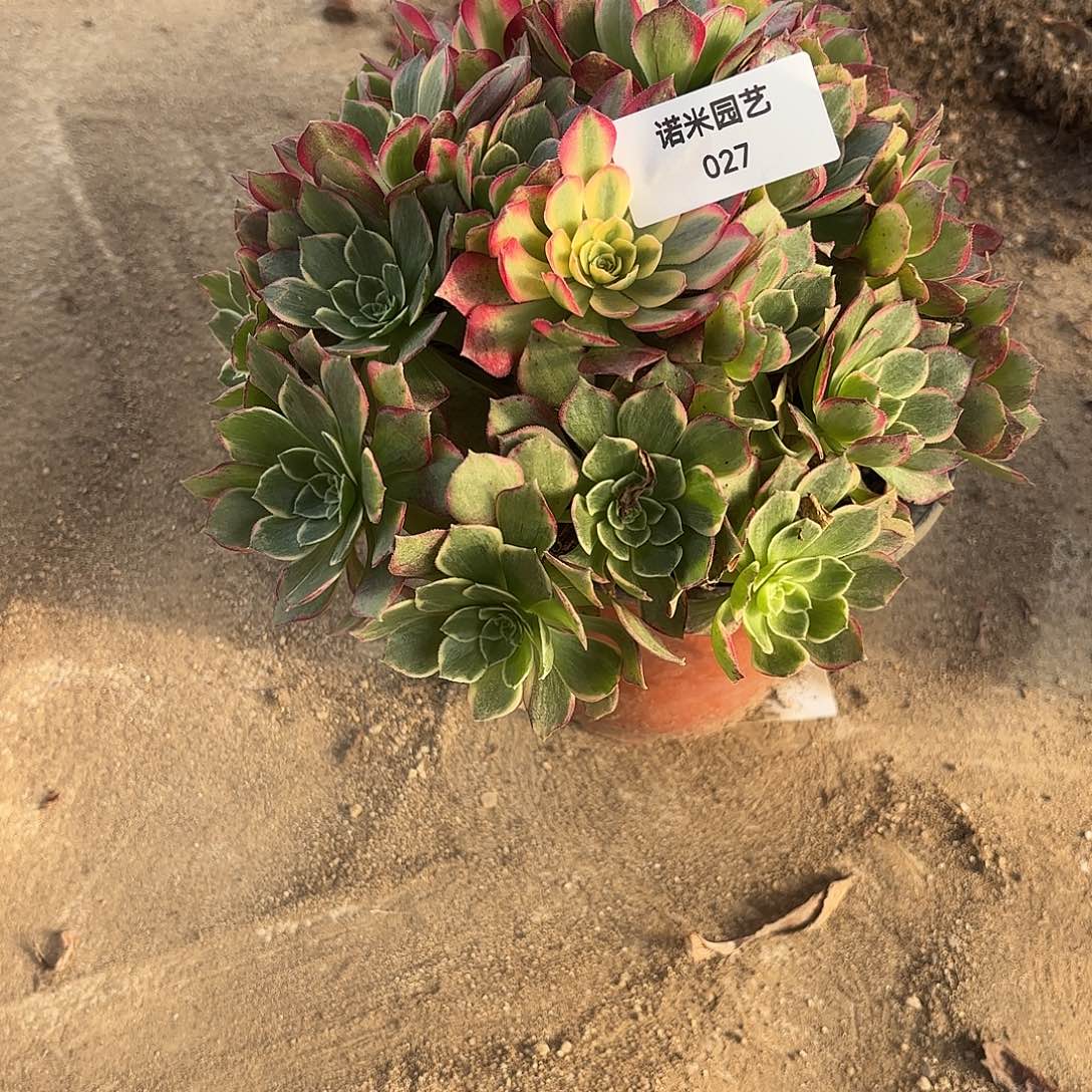 黑膜巾绣球多肉植物27