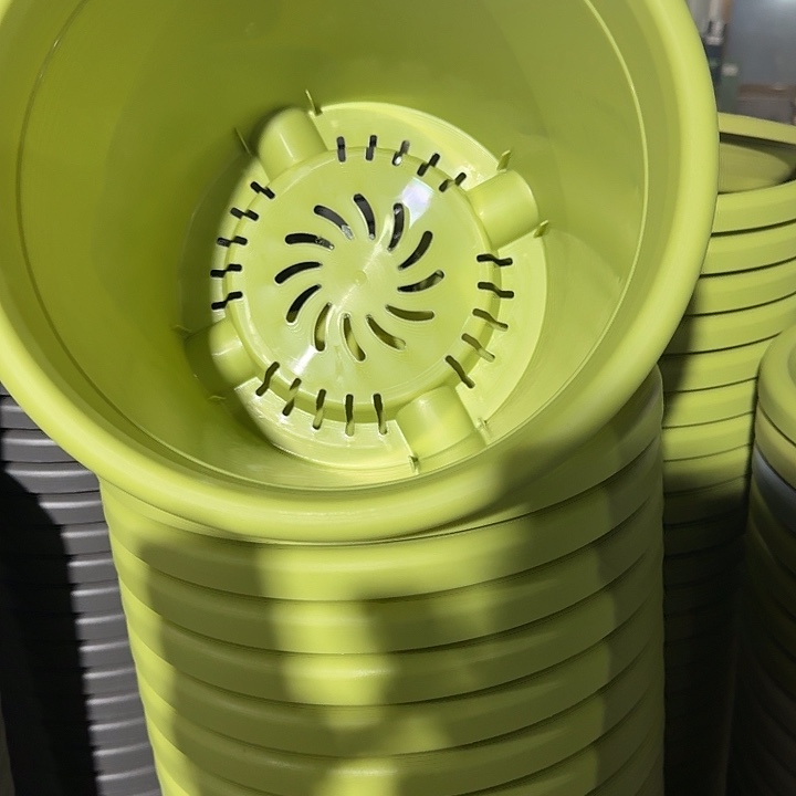 四季5号果绿无托6个特价微瑕