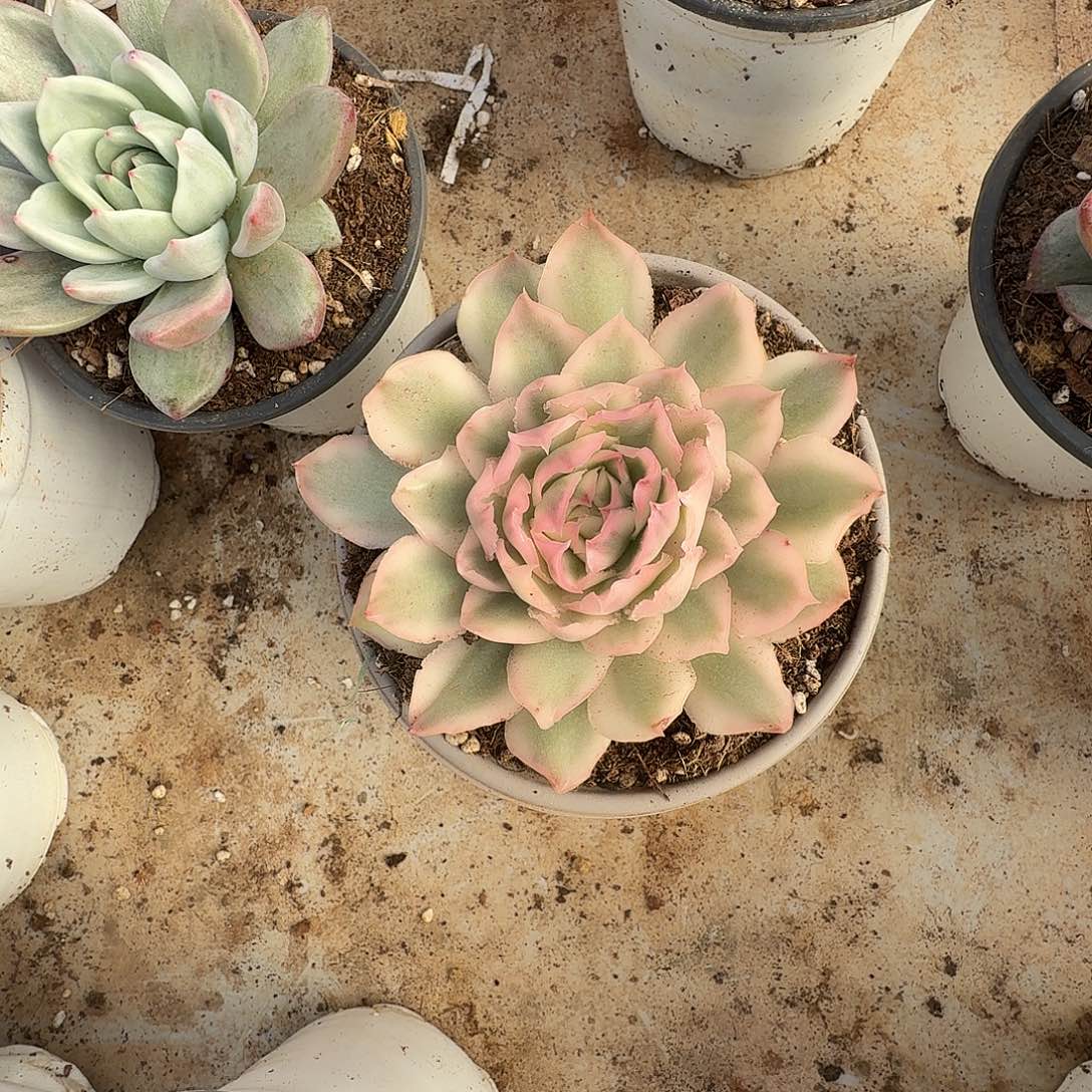 小***y紫蝴蝶锦111127-302