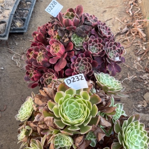 多肉植物凤冠孔雀翎