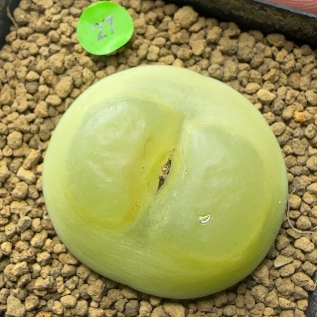 腰子窗拉登4.1多肉27