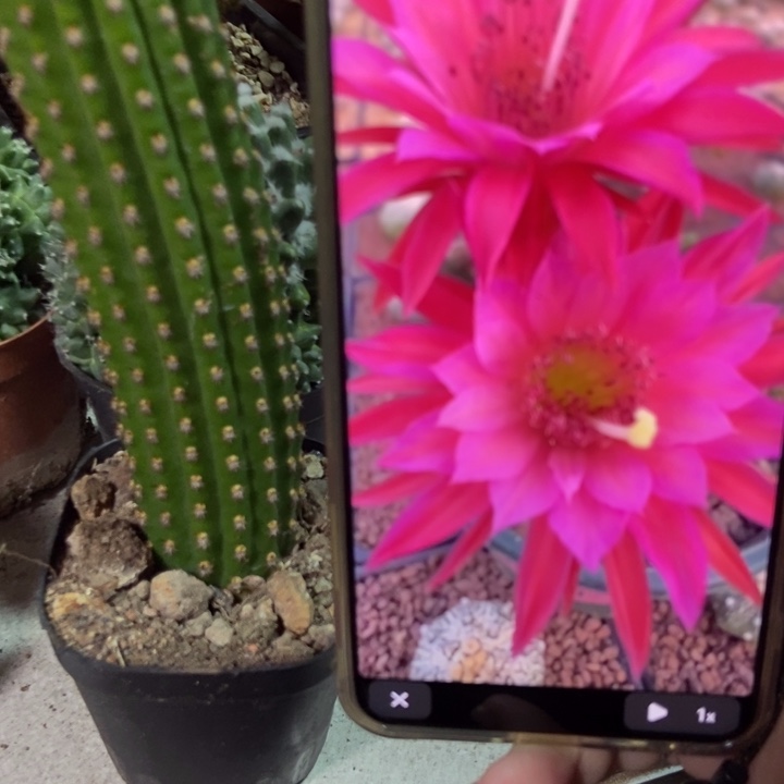 仙人球金四自根一个