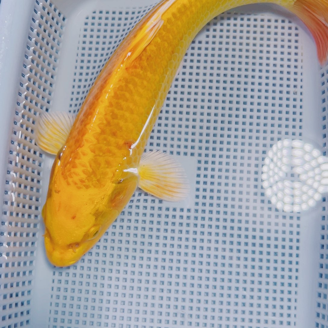 海水鱼锦鲤冷水180