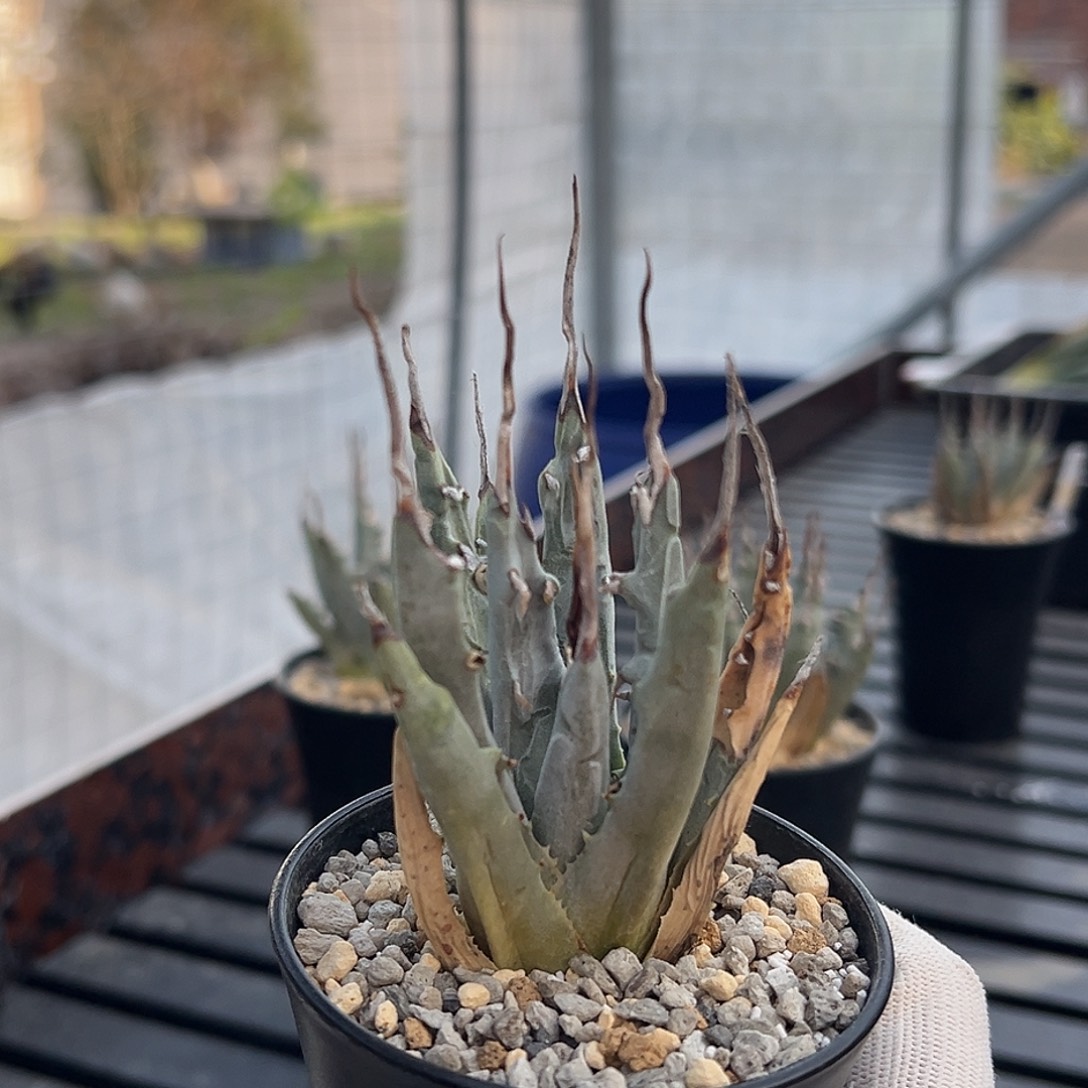 ：***：无花朵妖炎熟桩带盆 正价400