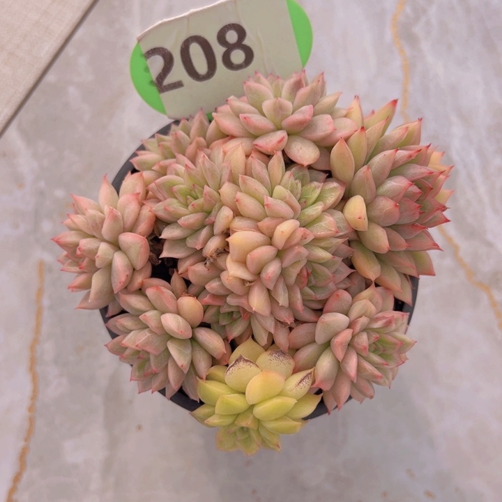 健健康康平平安安