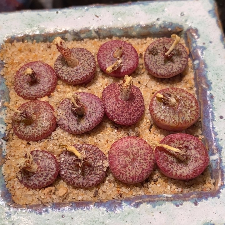 密纹安贞一颗买3颗送1颗