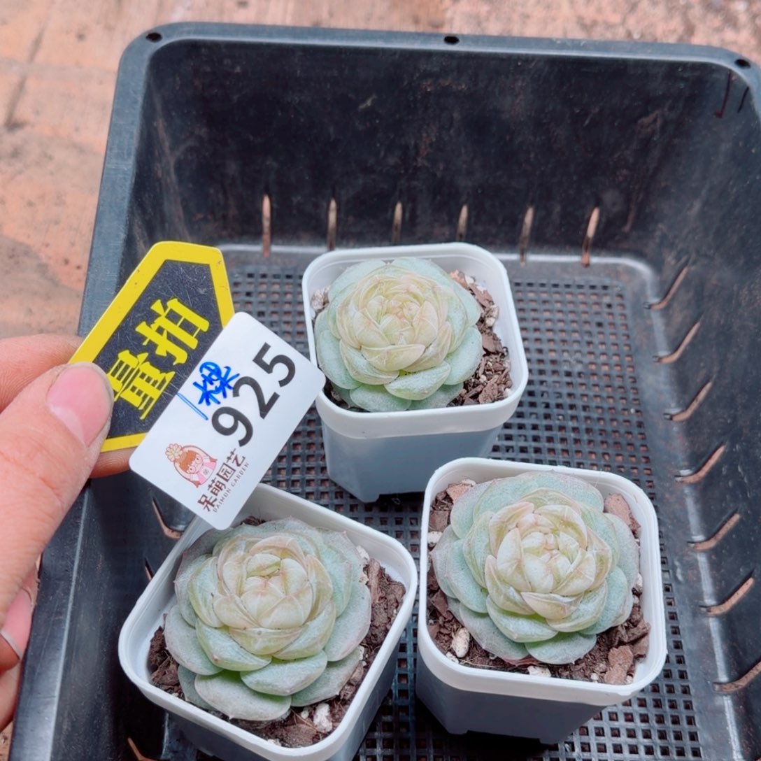 多肉植物多肉植物