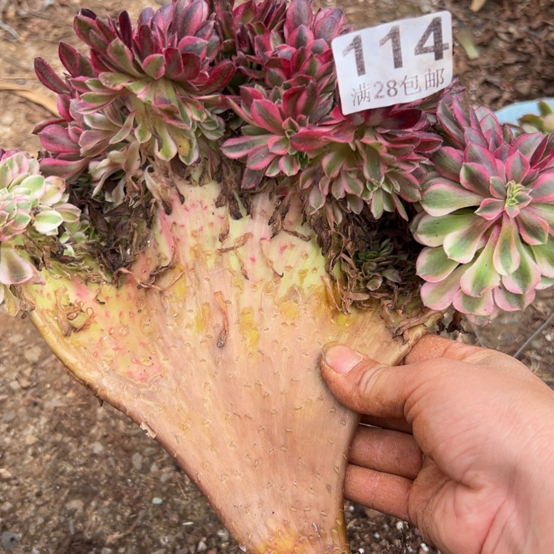 多肉植物114脱土的
