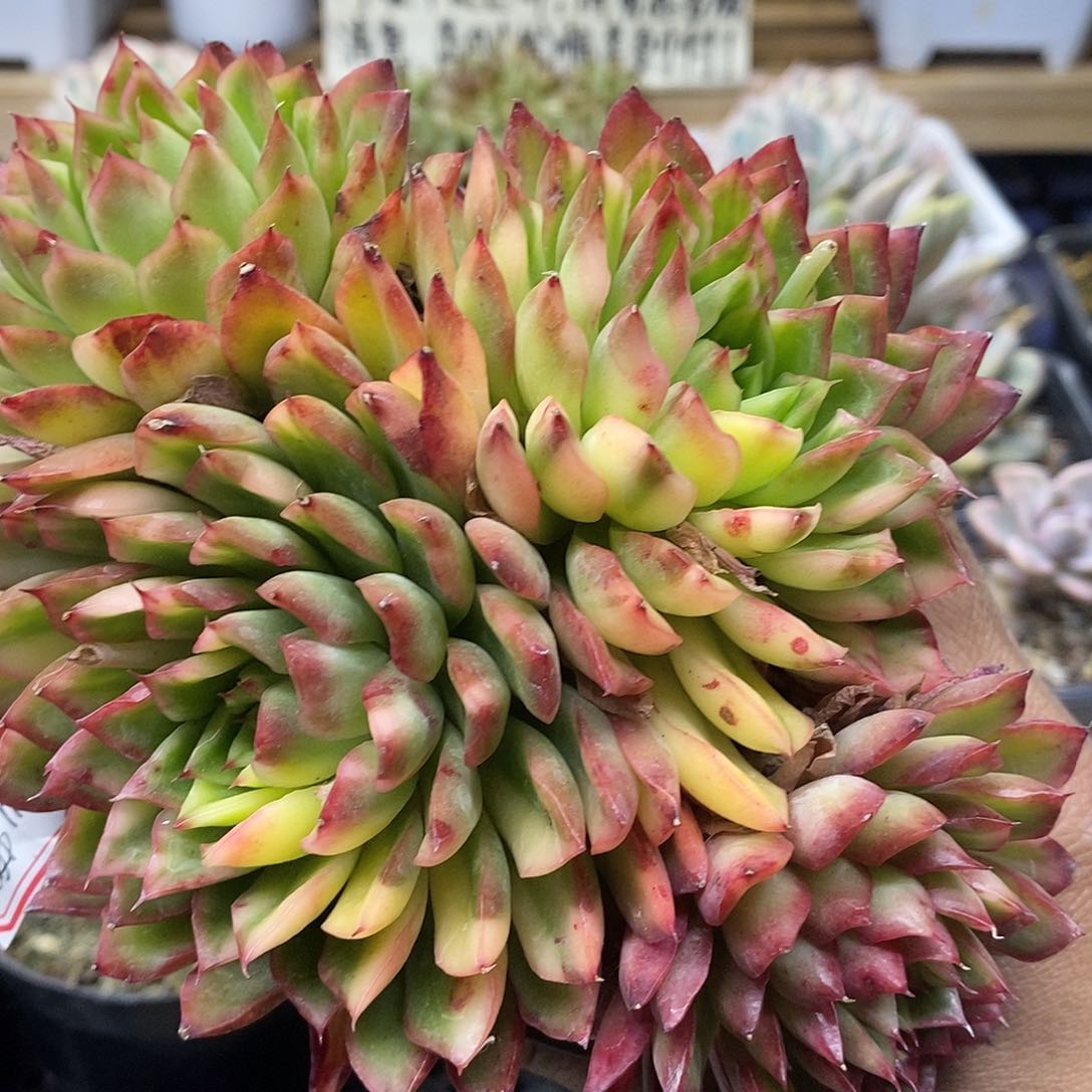 0249 绿意花脸锦群