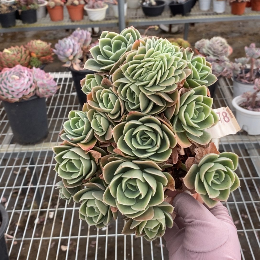 4078星纳塔缀化一物一拍