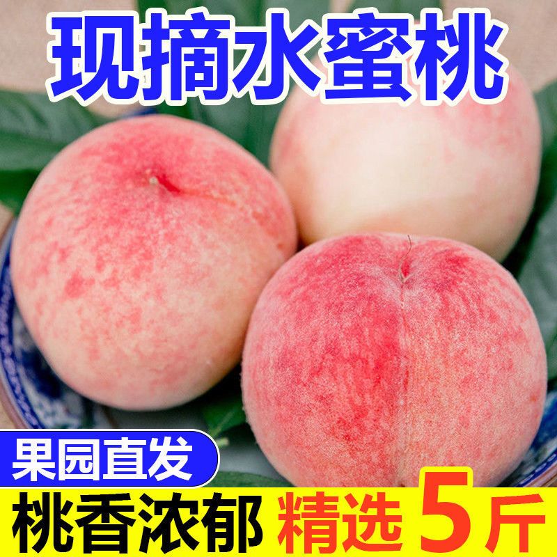【大暑消夏开吃啦】山西红不软新鲜水蜜桃脆桃现摘当季应季水果鲜