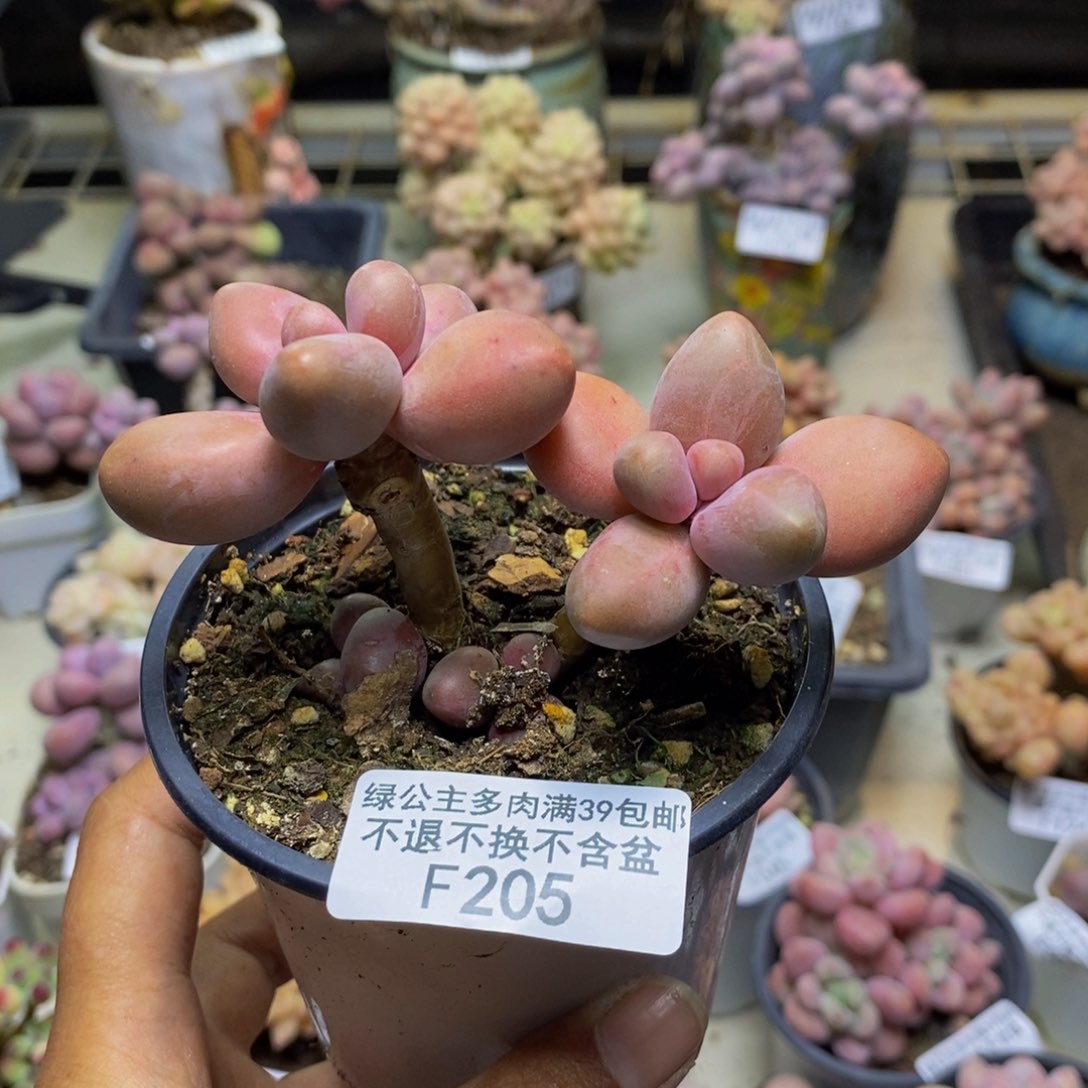 205糖果美人多肉5c m