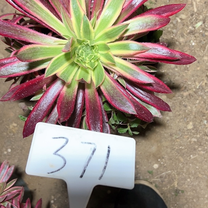 多肉植物孔雀金法师