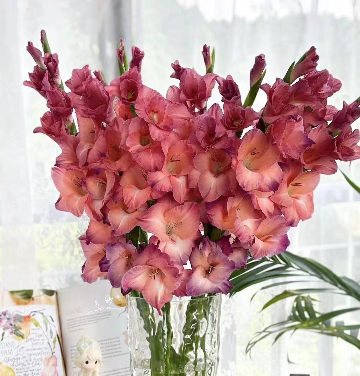 鲜花【复古巧克力剑兰】同地址两单以上顺丰包邮送货上门+送配草1扎