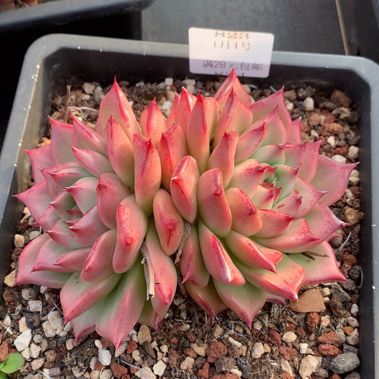 【闪购商品】云823号