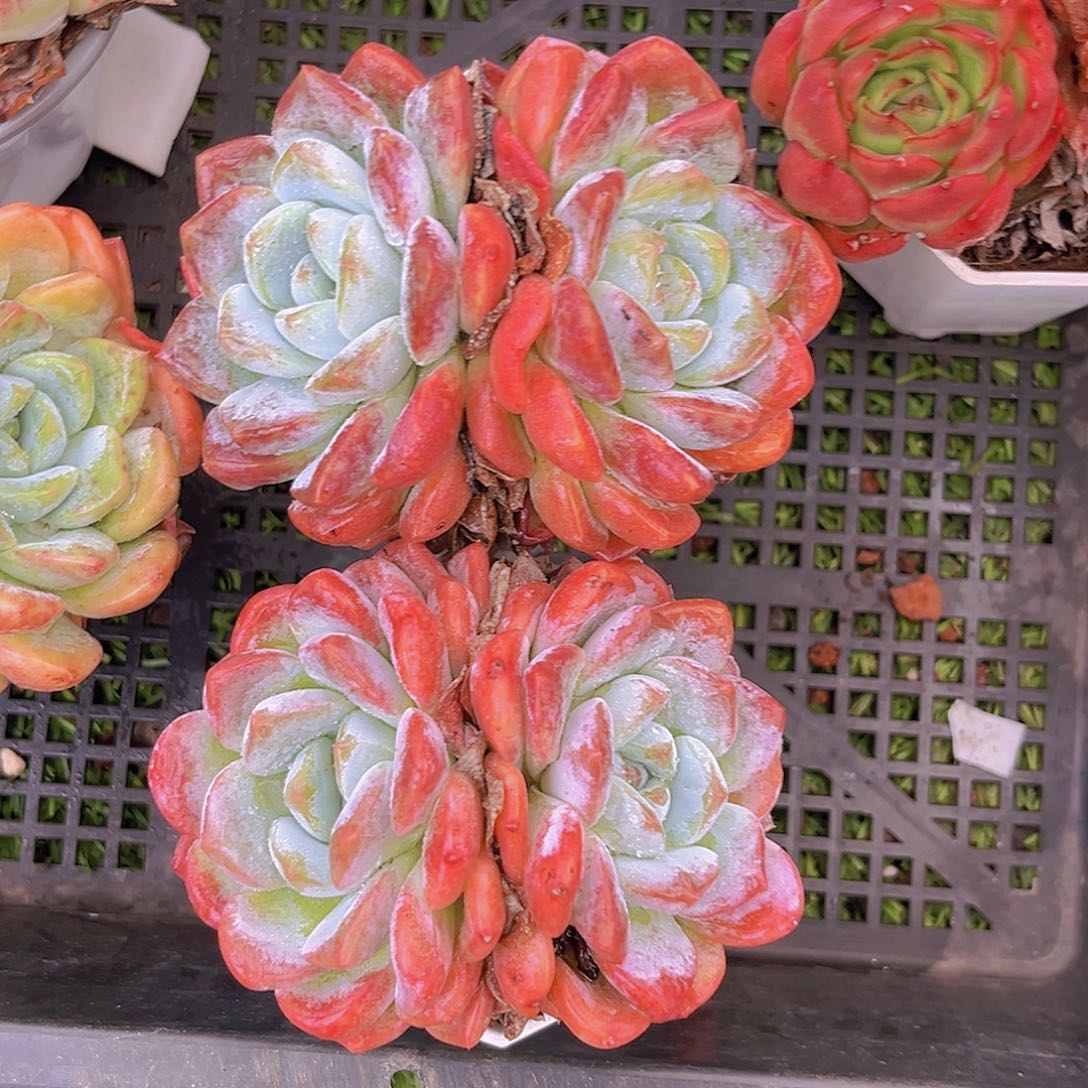 1111111111111111111两个