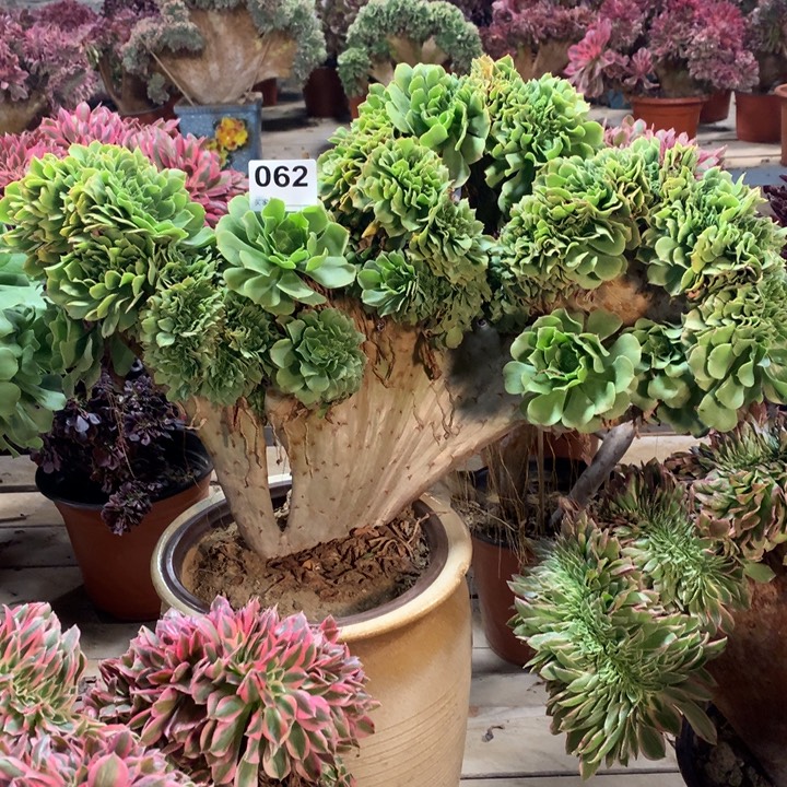 062绿羊绒缀多肉法师