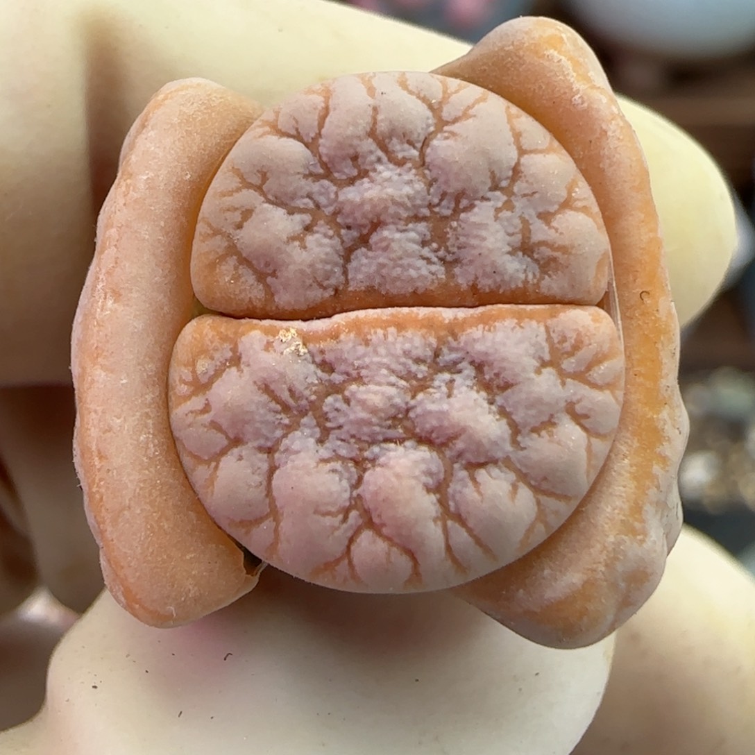 241福利福利福利