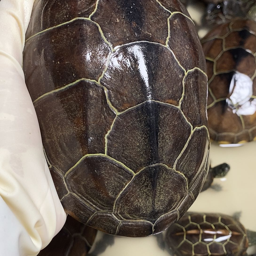 绿毛龟公99999999999