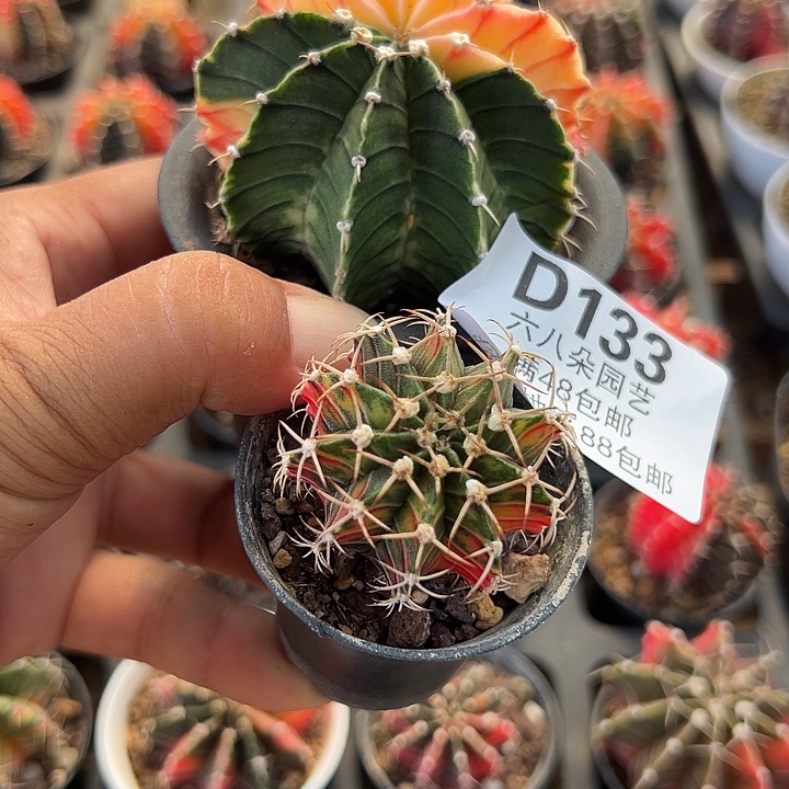 Y***133号实生球錦2个多肉植物