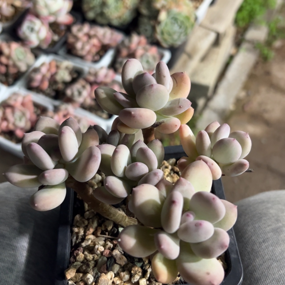 多肉植物三日月美人