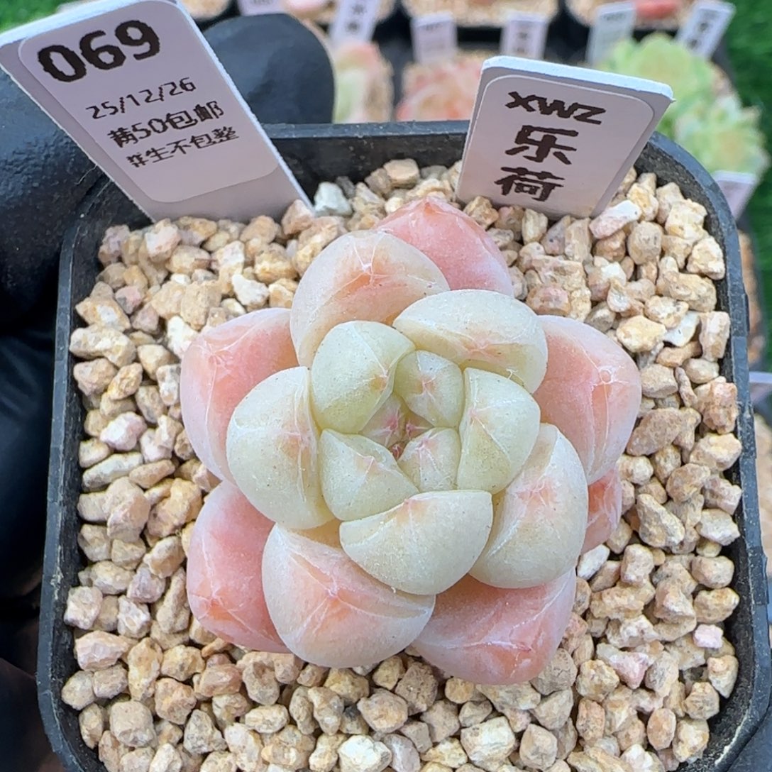 069   乐荷   5厘米盆
