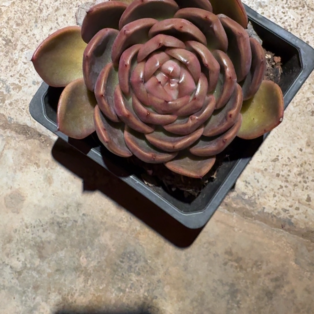 专拍链接多肉精品