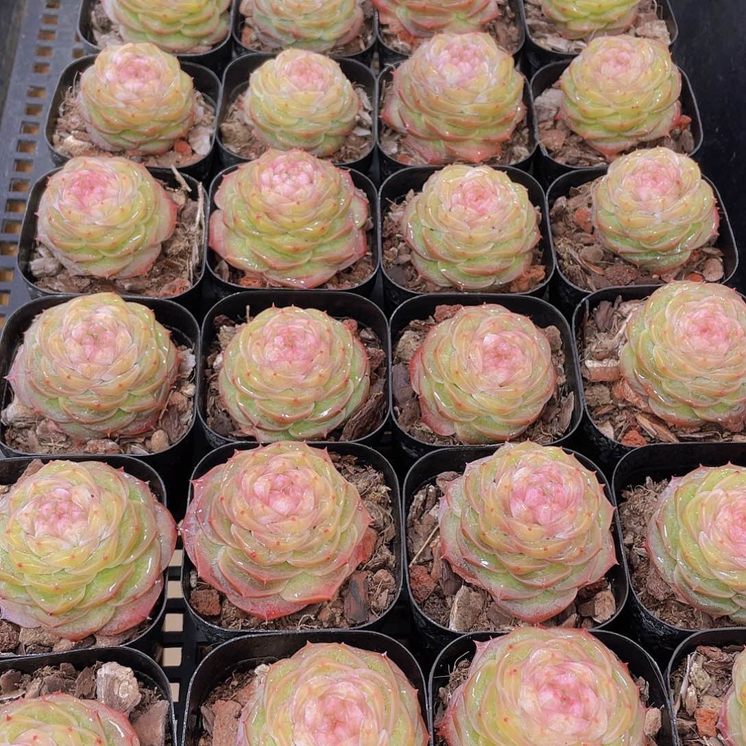 量拍76号 冻唇蜜单头一个