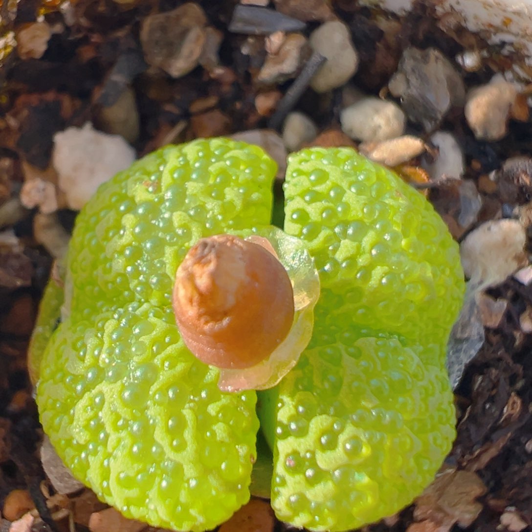 12多肉植物百科知识