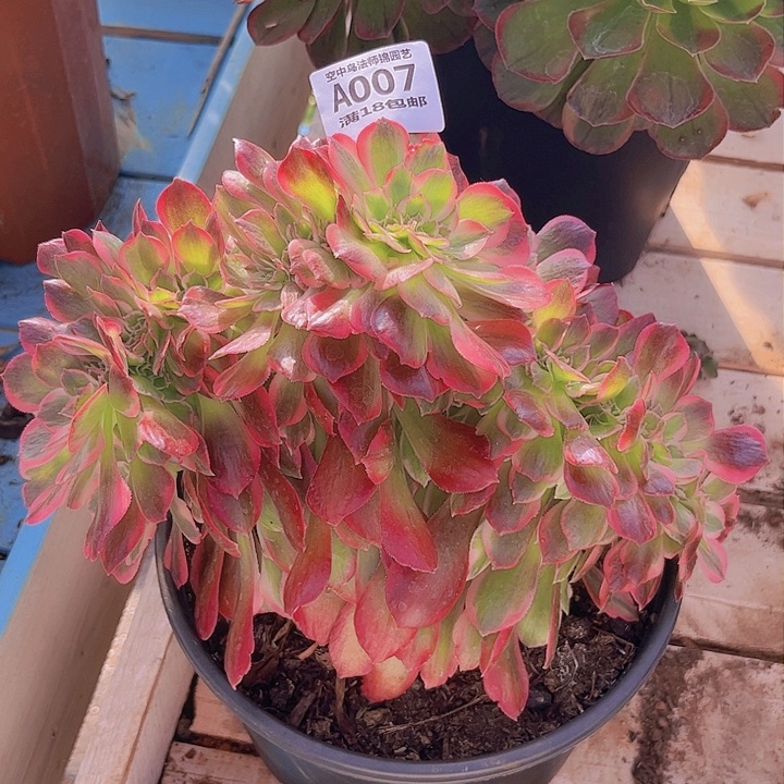 007粉女郎多肉植物