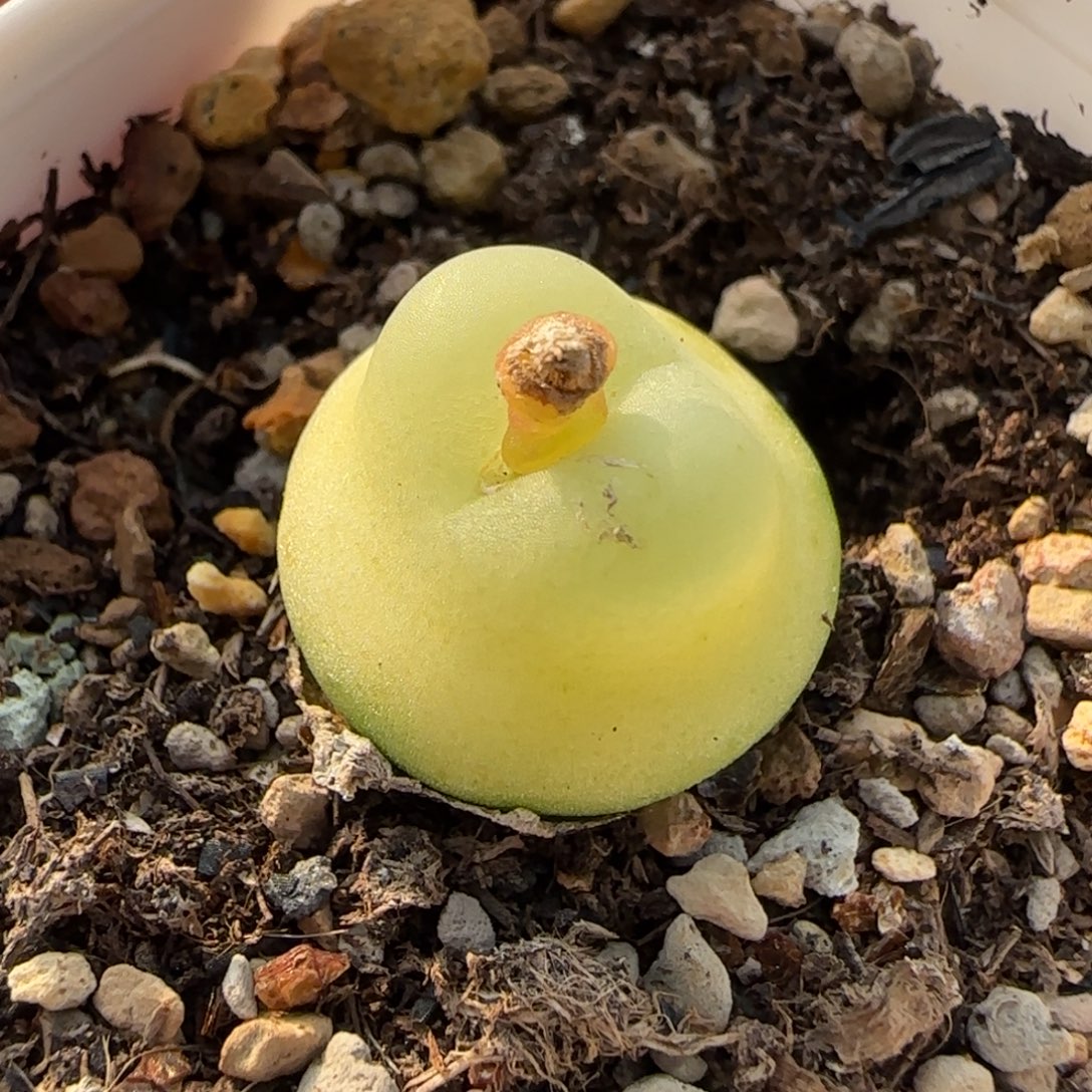 多肉植物拉登1.7  17号