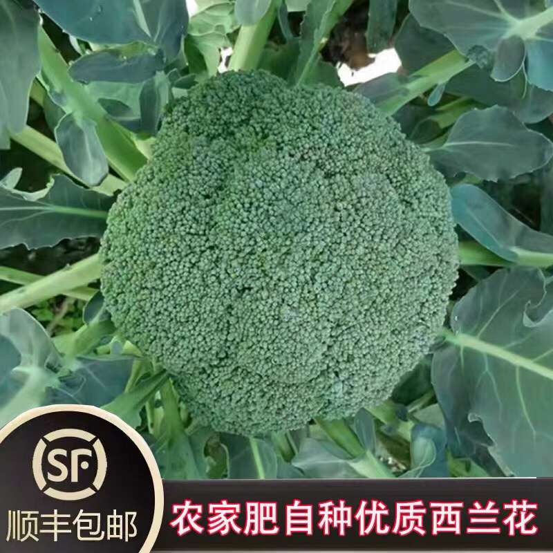 顺丰包邮｜新鲜西兰花椰菜花农家菜花菜轻餐蔬菜广东蔬菜
