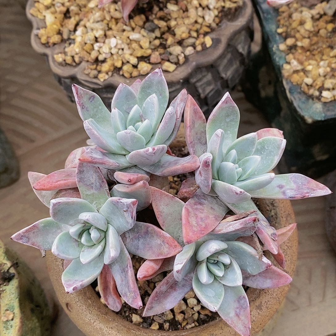 【闪购商品】哈哈哈哈泡西弗罗拉苹果叶多肉1292