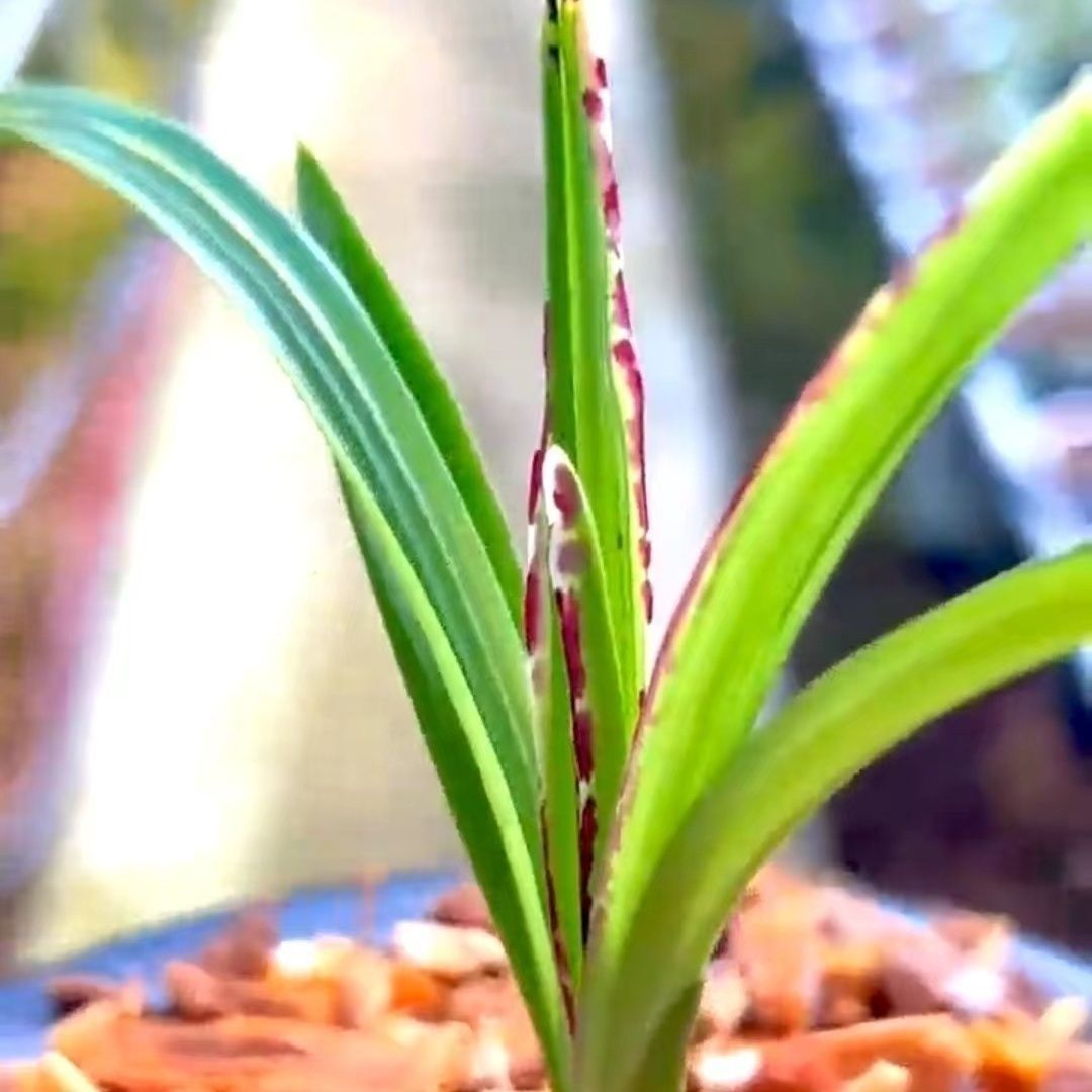 春兰矮种带叶蝶花叶双蝶