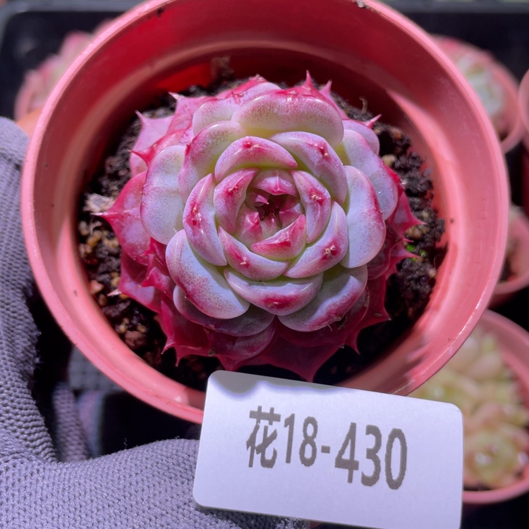 花利美18-430天鹅绒