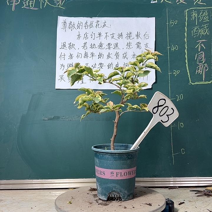 完全开放金边黄 803