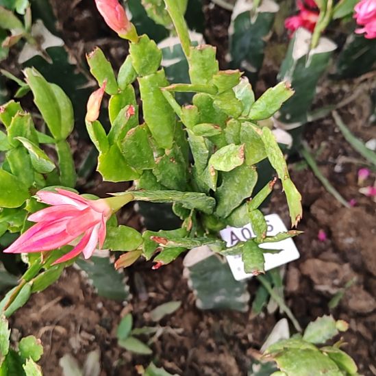 红重火龙果嫁接包邮56易掉苞芽