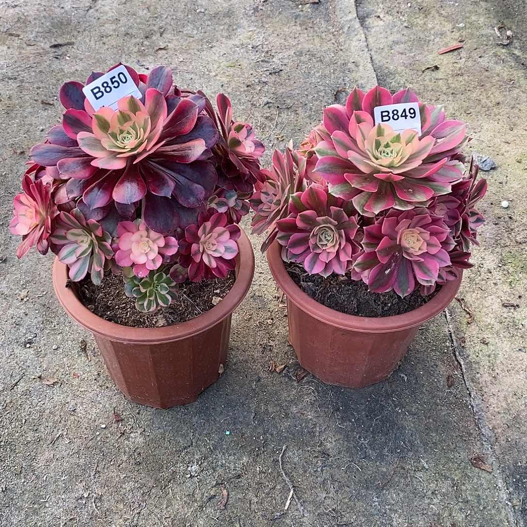 平**真美杜莎850女巫849