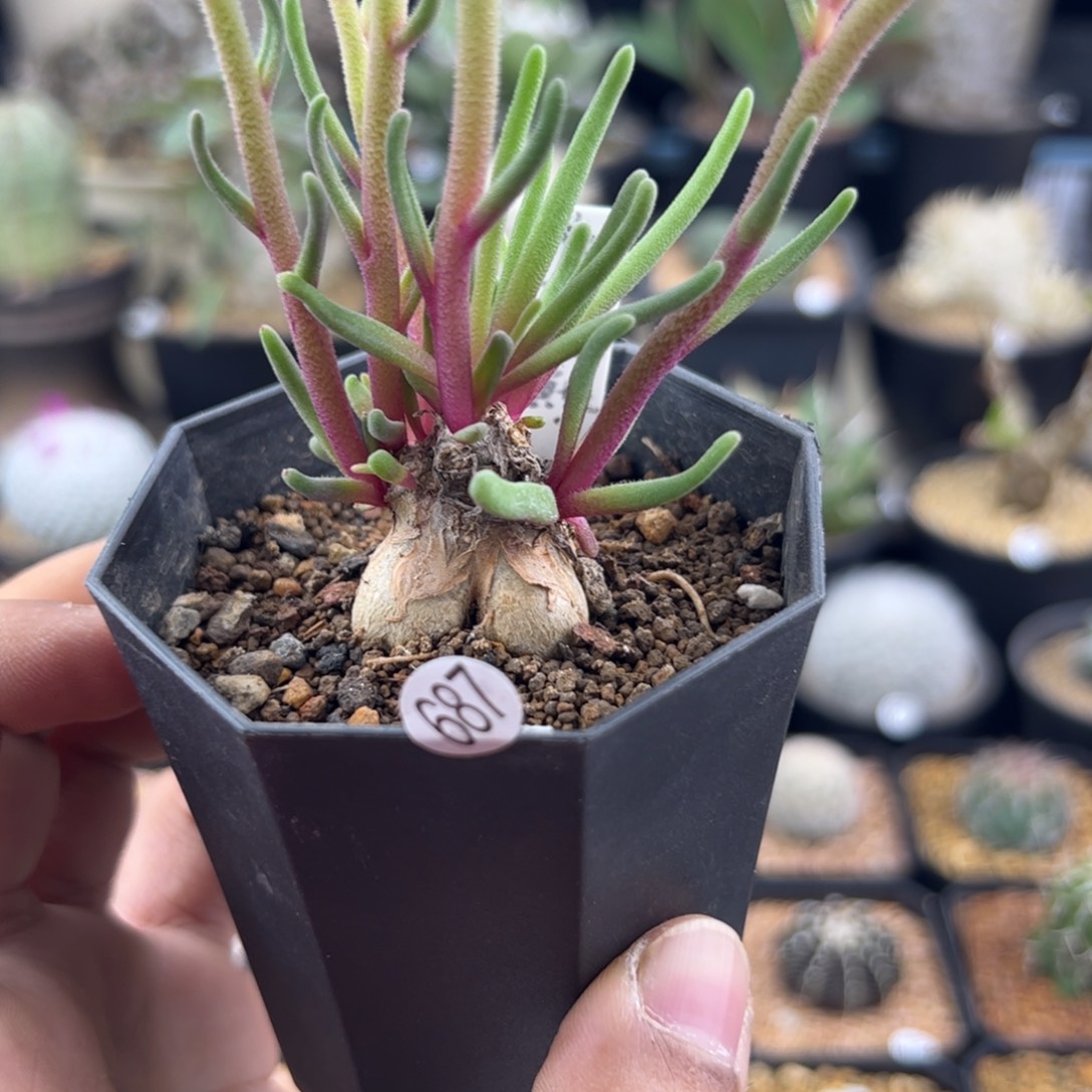 淡青霜黄花一物一拍687